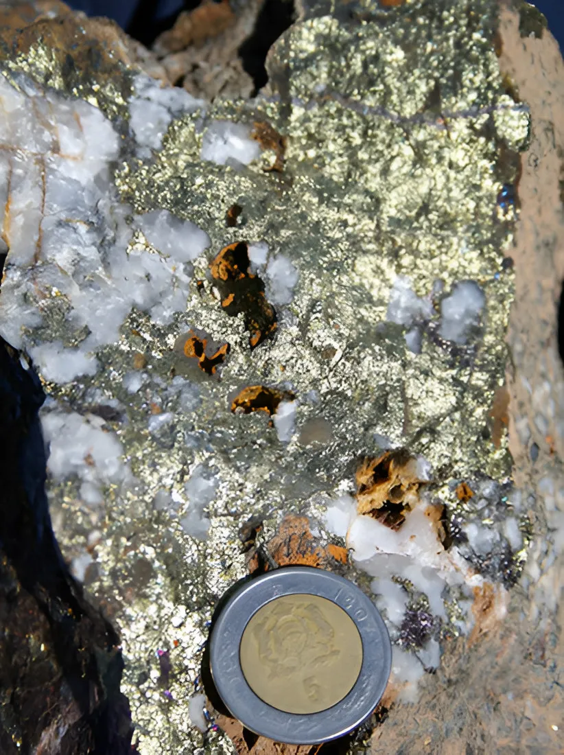 Rock with golden chalcopyrite and white quartz, Alous, Morocco, with a coin for scale