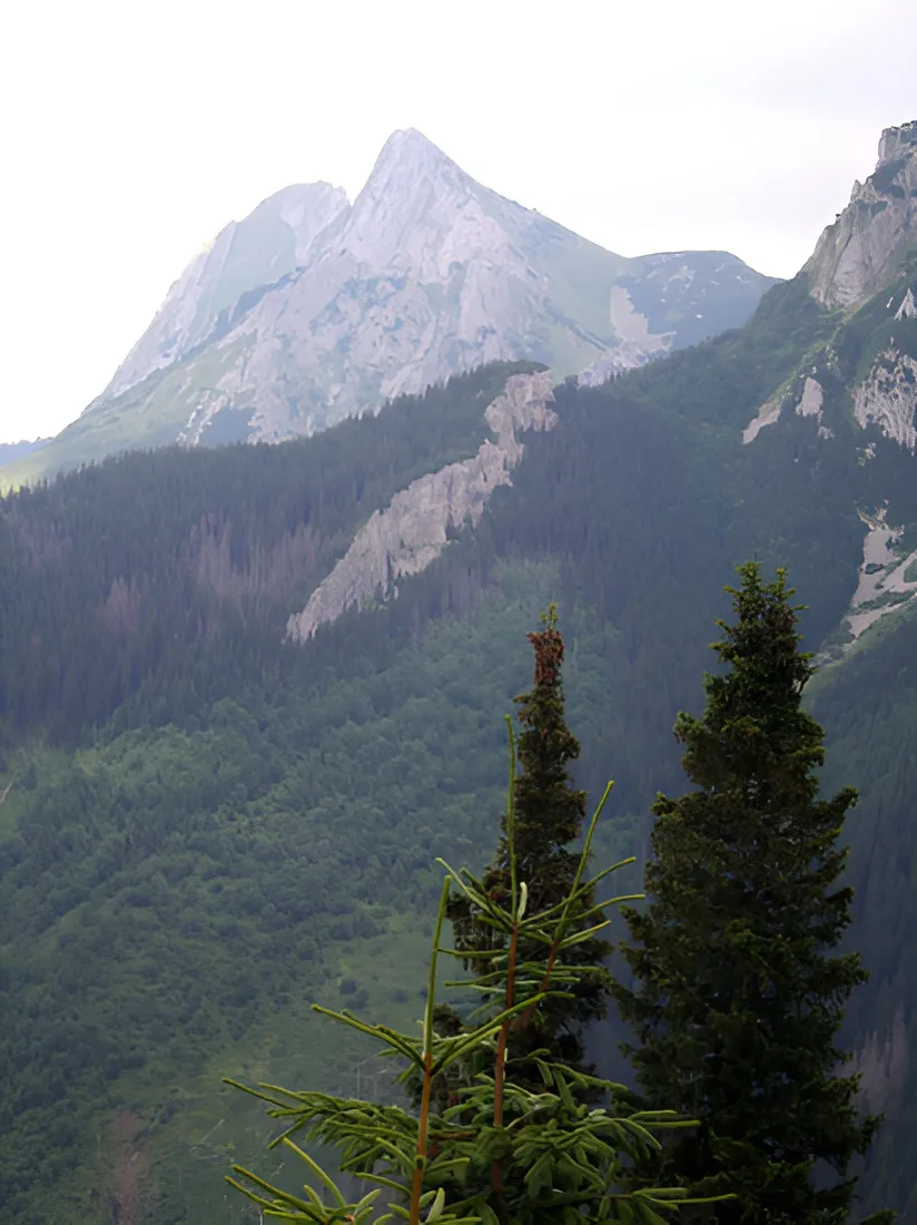 Rocky mountain peak above a spruce forest