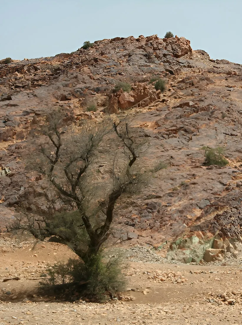 Lone thorny tree on a reddish rocky hillside