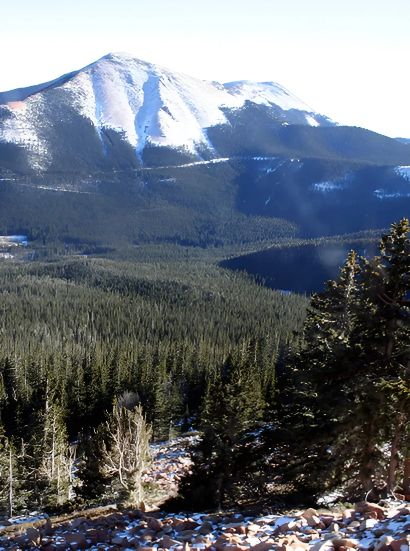 Snow-capped mountain above a coniferous forest